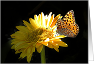 Gerbera Daisy and Butterfly card