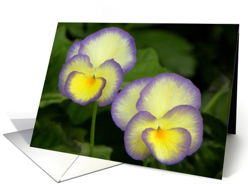 Vibrant Violas card (652765)