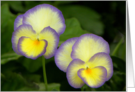 Vibrant Violas card