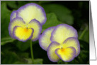 Vibrant Violas card