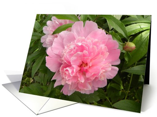 Pretty Pink Peony Blooms card (652766)