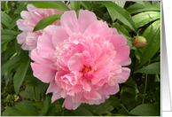 Pretty Pink Peony Blooms card