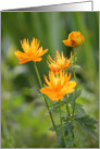 Golden and Orange Flowers card