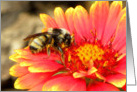 Bee Gathering Pollen card