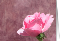 Soft Pink Rose card