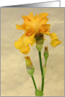 Golden Orange Iris card