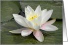 Pure white waterlily card