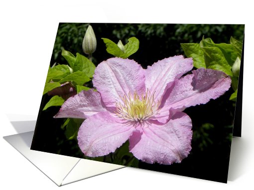 Gorgeous Clematis Bloom card (662420)