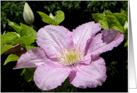 Gorgeous Clematis Bloom card