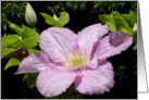 Gorgeous Clematis Bloom card
