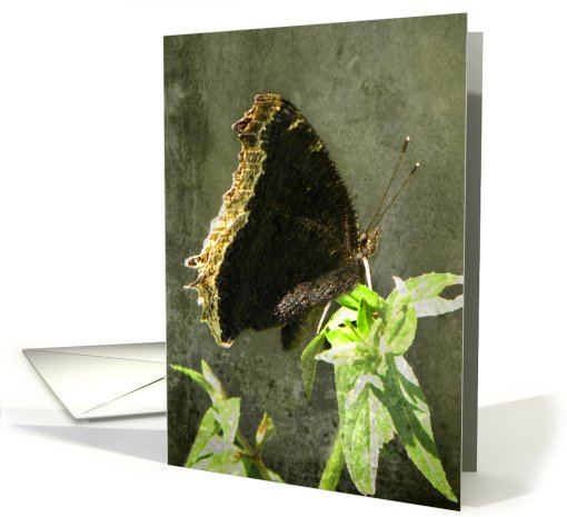 Elegant Black Butterfly card (662421)