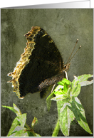 Elegant Black Butterfly card
