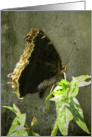Elegant Black Butterfly card