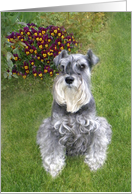 Gabriel the Schnauzer and Violas card