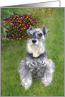 Gabriel the Schnauzer and Violas card