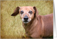 Rusty the Dachshund card