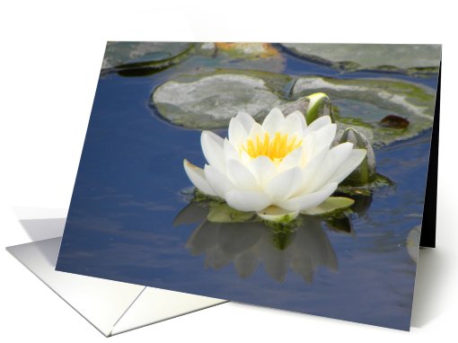 White Waterlily on Pond card (662427)