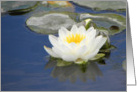 White Waterlily on Pond card