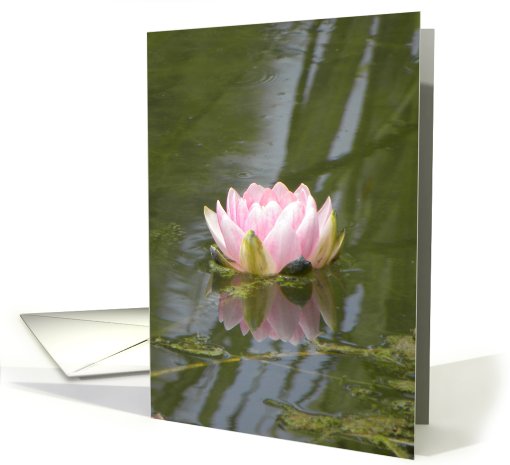 Pink Waterlily on Pond with Reflection card (662429)