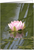 Pink Waterlily on Pond with Reflection card
