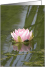 Pink Waterlily on Pond with Reflection card