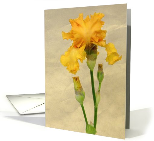 Pretty Golden Iris card (662430)