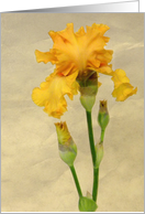Pretty Golden Iris card