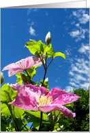 Blue Sky and Clematis card
