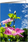 Blue Sky and Clematis card