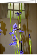 Siberian Iris and Window card