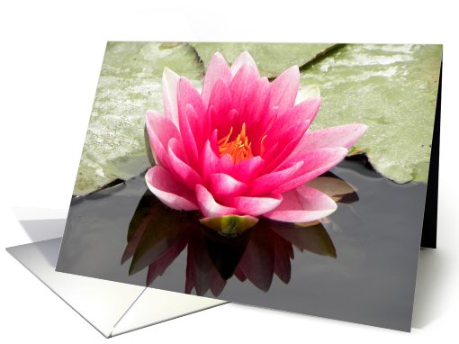 Giant Pink Waterlily card (662435)
