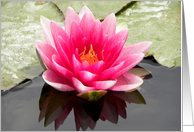 Giant Pink Waterlily card
