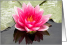 Giant Pink Waterlily card