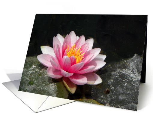 Pink Waterlily with Black Background card (662436)