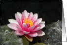 Pink Waterlily with Black Background card