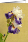 Stunning Iris card