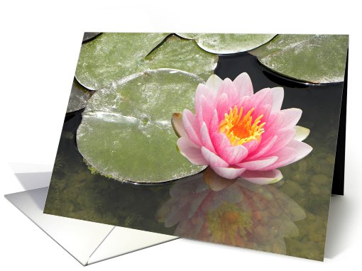 Soft Pink Waterlily Reflections card (662438)