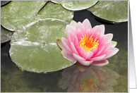 Soft Pink Waterlily Reflections card