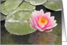 Soft Pink Waterlily Reflections card