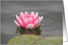 Waterlily in Pink card