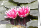 Double Beauty Waterlilies card
