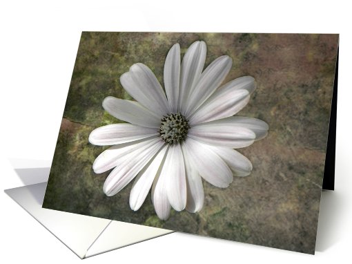 White African Daisy card (662442)
