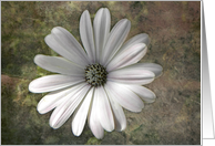 White African Daisy card