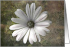 White African Daisy card