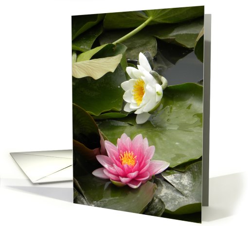 Pink and White Waterlily Blooms card (662443)