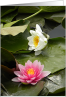 Pink and White Waterlily Blooms card