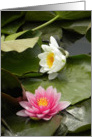 Pink and White Waterlily Blooms card