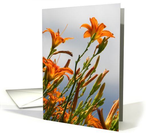 Orange Tiger Lilies card (662444)