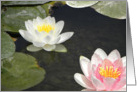Double Beauty Water Lilies card