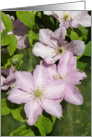 New Gorgeous Clematis card